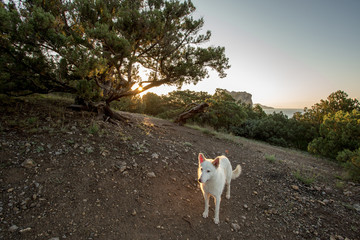 white dog in the mountains, sunrise