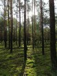 Wildlife Sunny day in young forest with pines and firs