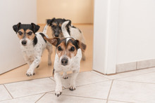 Three Cute Little Cheeky Jack Russell Terriers Running Through An Open Door In The Apartment At Home
