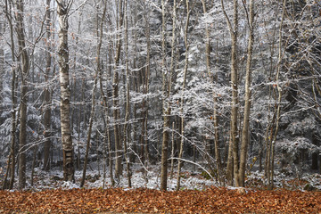 Winter frosty trees in forest