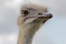 Ostrich Head Closeup