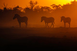 Fototapeta Konie - Zebra at Sunset
