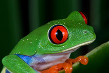 Red Eye Tree Frog, Agalychnis Callidryas, Costa Rica