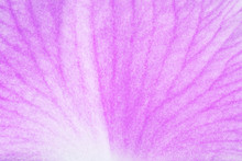 Texture Pink Petal Macro