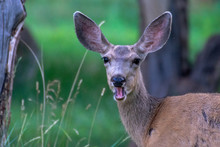 Deer In Capitol Reef National Park, Utah