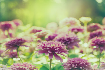 Wall Mural - Field of cosmos flower