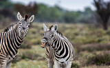 Fototapeta Konie - Laughing Zebra
