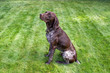 German Shorthair Pointer dog sitting in a field