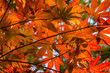 Japanese Maple Leaves backlit by the sun in autumn