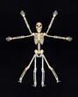 Skeleton doing jumping jacks against a black background