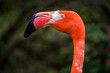 Closeup of a Flamingo profile at the zoo