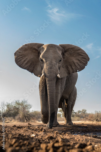 Dekoracja na wymiar  slon-o-niskim-kacie