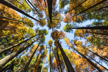 Wall Mural - autumn forest background