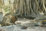 Fototapeta Zwierzęta - Indian Monkey Images 