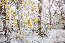 Yellow Leaves On Snow Covered Tree Limbs