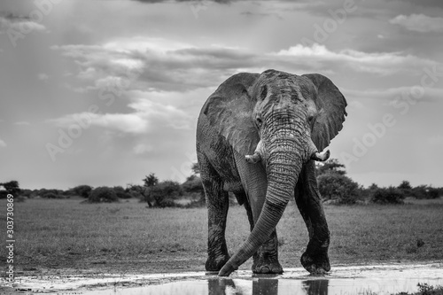 Dekoracja na wymiar  slon-w-parku
