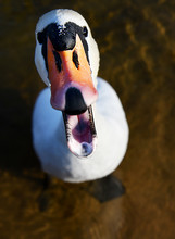 Close-up Of An Angry Swan, Lithuania