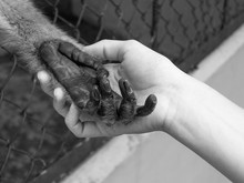 Black And White Photo Of Caged Monkey Holding Human Hand, Animal Rights Concept
