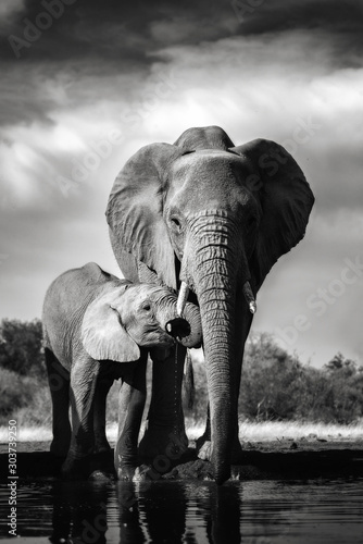 Plakaty słoń  slon-w-wodzie