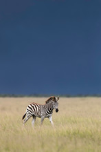 Stormy Zebra Foal