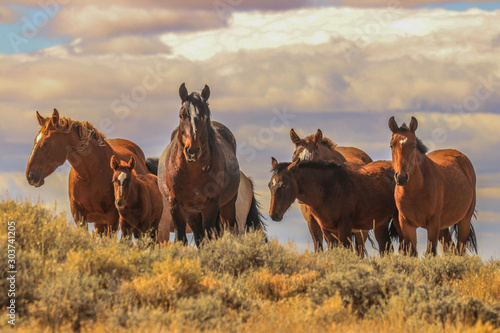 Cuadros en Lienzo wild mustangs pilot butte Wyoming