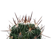 Echinofossulocactus isolated On Whire Background With Copy Space.A Plant That Has Thorns And Is Highly Resistant To Drought. The Surface Of The Cactus Is Full Of Sharp Spikes And Is Beautiful