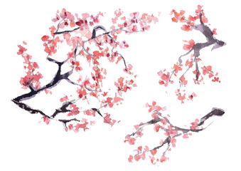  Kilka różnych rodzajów kwitnących różowych tradycji sakury japońskiego rysunku