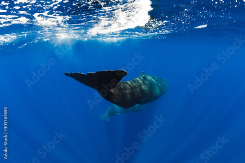 Cuadros en Lienzo Sperm whales swim in blue ocean, Mauritius. Tails of whale
