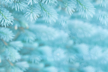  Blurred background of young branches of blue spruce in the colors of the 2020 trend