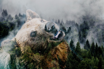 Wall Mural - Minimal style double exposure with a bear and misty mountains