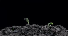 Timelapse Of Growing Seeds Of Sunflower From The Soil On Black Background