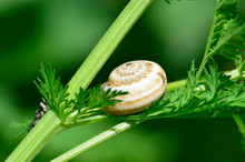 Snail On The Green Sagebrush