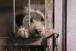 sad dog behind the fence in an animal shelter