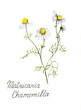 German chamomile pencil drawn illustration. Design for package of tea, shampoo or creams. Herbal flower