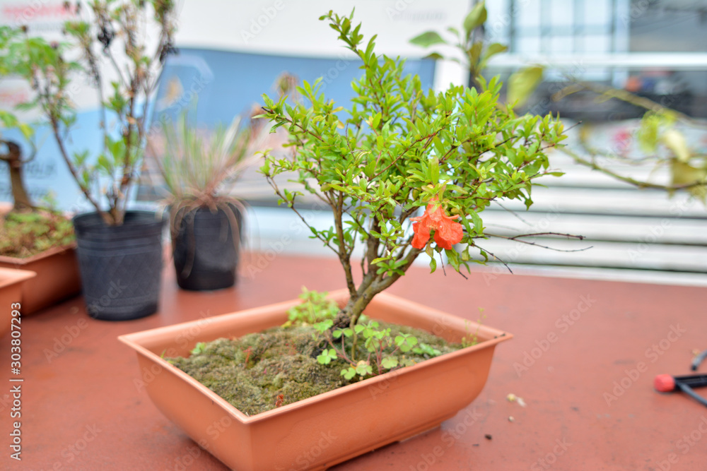 bonsai granada Stock Photo | Adobe Stock