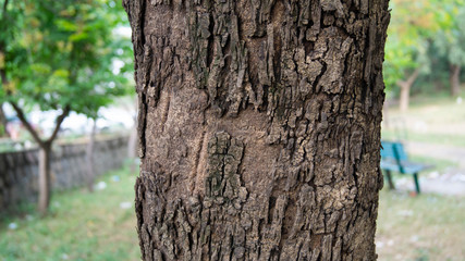 Wall Mural - Trunk of a tree in a park on the nature