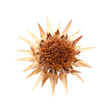 Dried Artichoke Flower