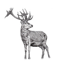 Images Of A Deer, Graphics, Liner