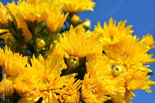 黄色い花 菊 秋 花イメージ素材 青空stock Photo Adobe Stock