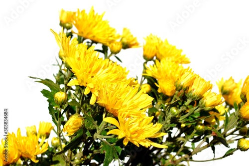 黄色い花 菊 秋 花イメージ素材 白背景stock Photo Adobe Stock