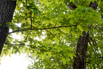 Leaves of a tree kalopanax septemlobus in the bright sun