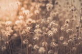 Fototapeta Dmuchawce - Beautiful grassland background with vintage filter