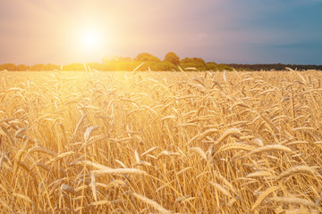 gold ears of wheat against the blue sky and sun, soft focus, closeup, agriculture background