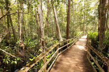 Boardwalk Trail At Audubon Corkscrew Swamp Sanctuary In Naples, Florida, A 2 Miles Hike Through Pine Flat Woods And Wet Prairie Ecosystems Within The Sanctuary.
