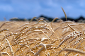 Wall Mural - Wheat field. Blue sky with clouds over wheat field. Ears of golden wheat closeup. Beautiful agriculture background