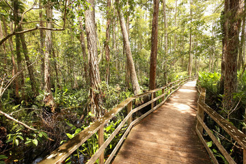 Boardwalk trail at Audubon Corkscrew Swamp Sanctuary in Naples, Florida, a 2 miles hike through pine flat woods and wet prairie ecosystems within the Sanctuary.