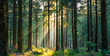 Leinwandbild Motiv Silent Forest in spring with beautiful bright sun rays