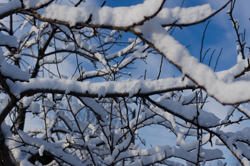 Poster - snow covered apple branches in winter