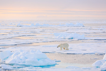 Wall Mural - Dangerous bear sitting on the ice, beautiful blue sky. Polar bear on drift ice edge with snow and water in Norway sea. White animal in the nature habitat, Europe. Wildlife scene from nature.