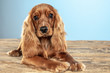 Best friend forever. English cocker spaniel young dog is posing. Cute playful brown doggy or pet is lying on wooden floor isolated on blue background. Concept of motion, action, movement, pets love.